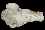 Fossil Oreodont (Merycoidodon) Skull - Wyoming #175648-8